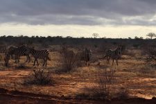7 Exclusieve safari‑ervaringen in Namibië & Zuid‑Afrika